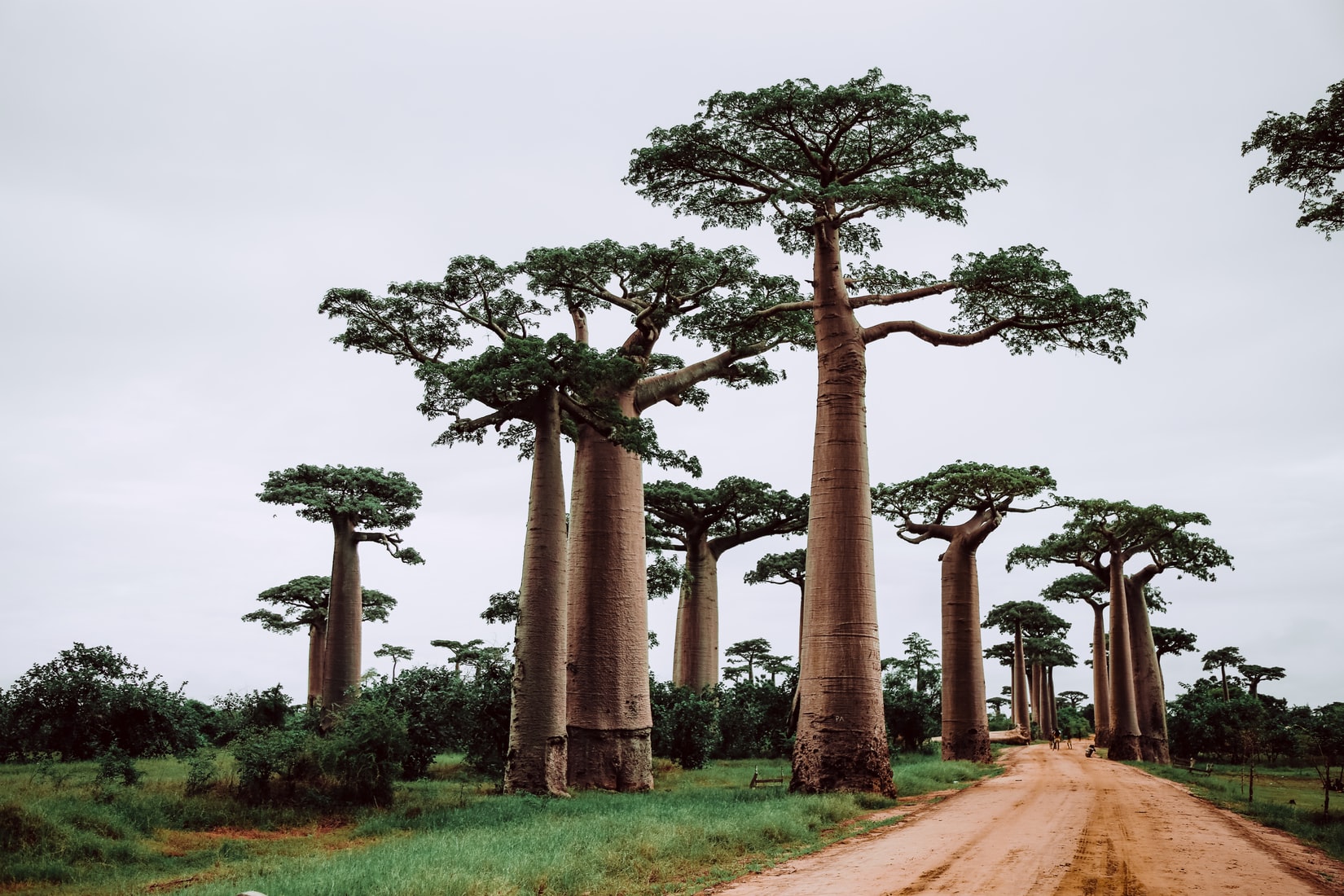 Amazing Baobabs in Madagascar