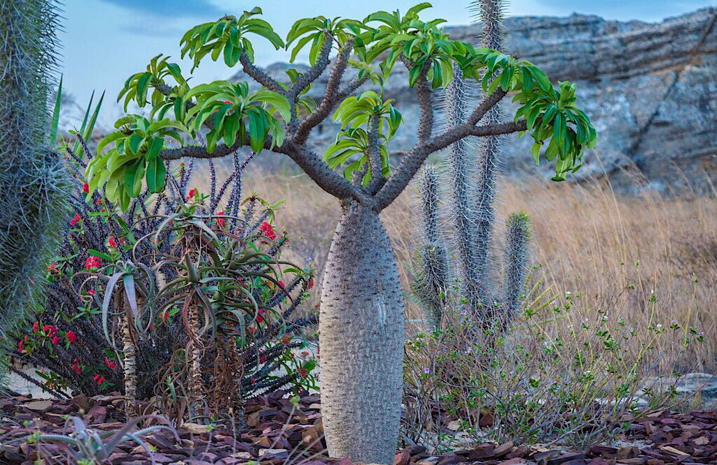 Succulent Plants in Madagascar